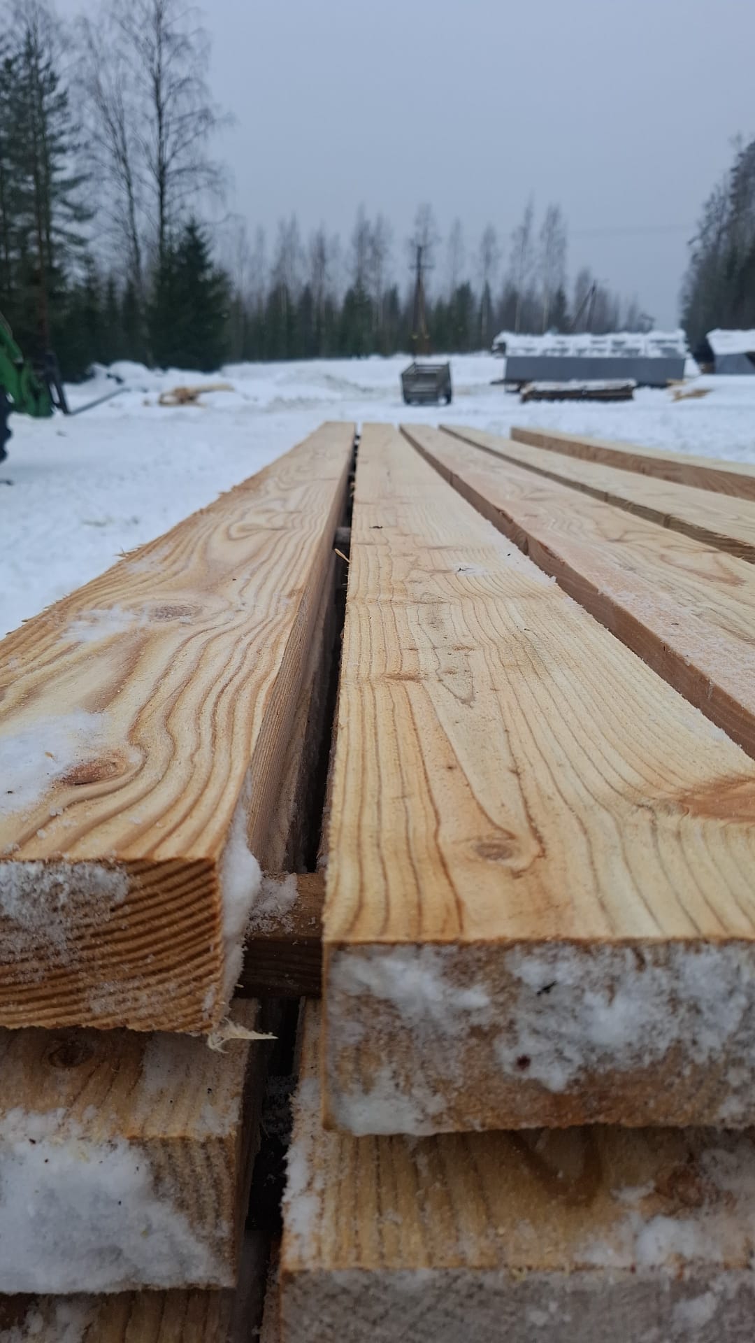 Lankku lehtikuusi mitallistettu